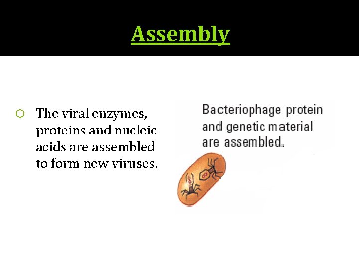 Assembly The viral enzymes, proteins and nucleic acids are assembled to form new viruses.