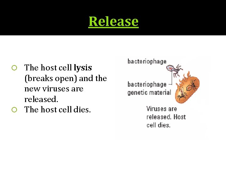 Release The host cell lysis (breaks open) and the new viruses are released. The
