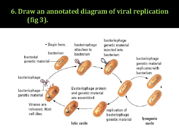 6. Draw an annotated diagram of viral replication (fig 3). 