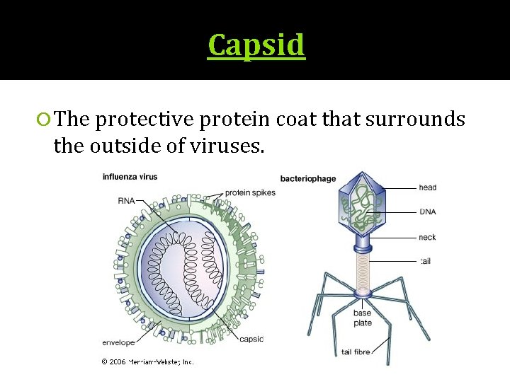 Capsid The protective protein coat that surrounds the outside of viruses. 