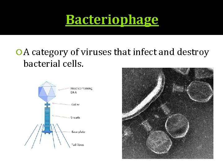 Bacteriophage A category of viruses that infect and destroy bacterial cells. 