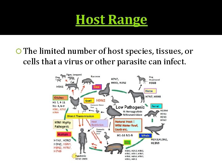 Host Range The limited number of host species, tissues, or cells that a virus