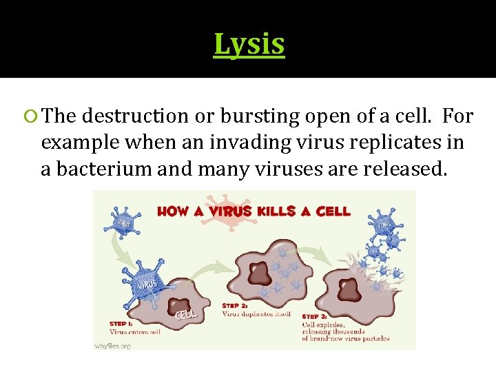 Lysis The destruction or bursting open of a cell. For example when an invading