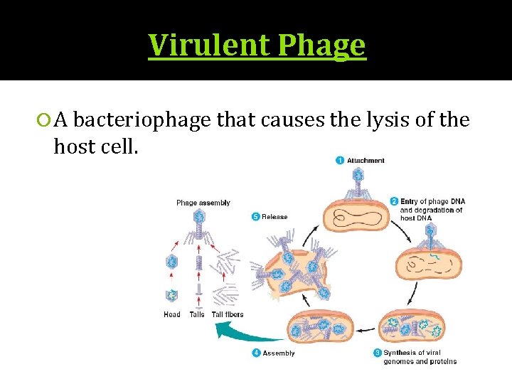 Virulent Phage A bacteriophage that causes the lysis of the host cell. 