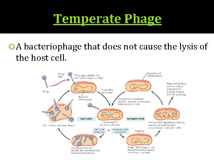 Temperate Phage A bacteriophage that does not cause the lysis of the host cell.