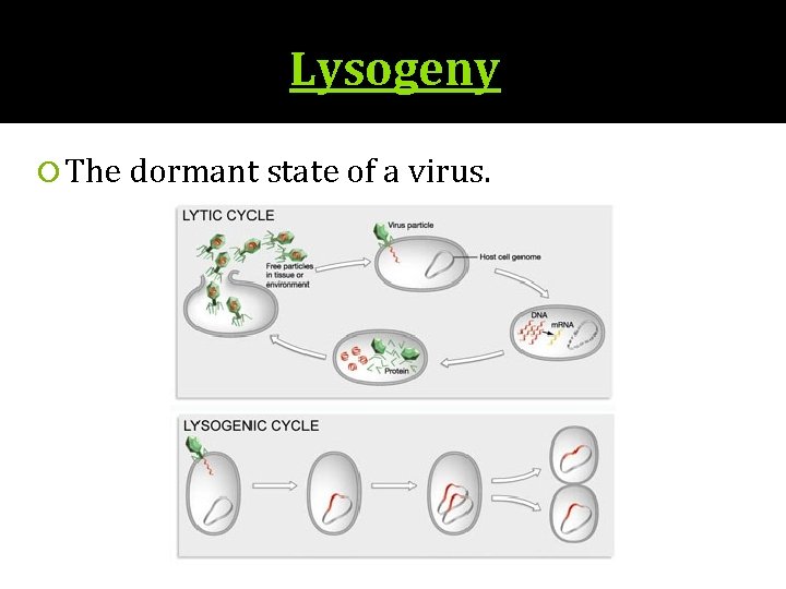 Lysogeny The dormant state of a virus. 