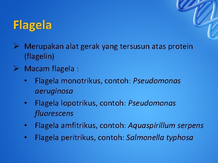 Flagela Ø Merupakan alat gerak yang tersusun atas protein (flagelin) Ø Macam flagela :