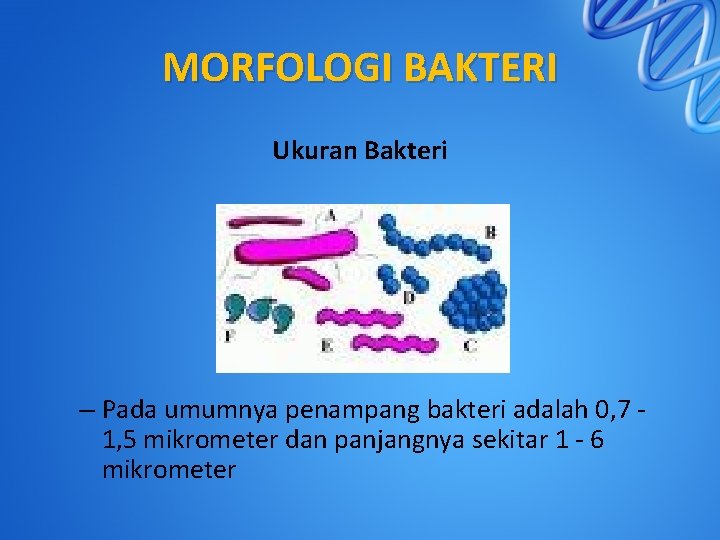 MORFOLOGI BAKTERI Ukuran Bakteri – Pada umumnya penampang bakteri adalah 0, 7 1, 5