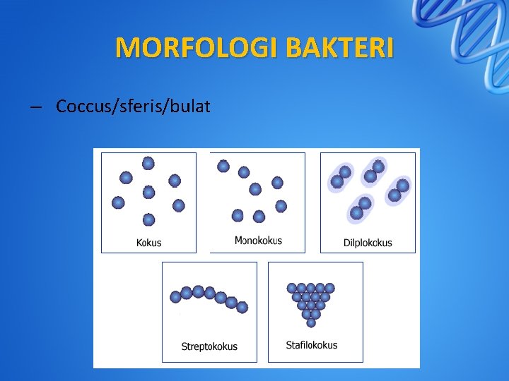 MORFOLOGI BAKTERI – Coccus/sferis/bulat 