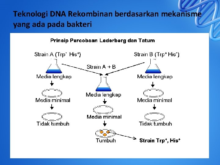 Teknologi DNA Rekombinan berdasarkan mekanisme yang ada pada bakteri 