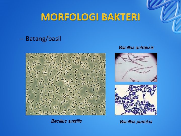 MORFOLOGI BAKTERI – Batang/basil Bacillus antraksis Bacillus subtilis Bacillus pumilus 