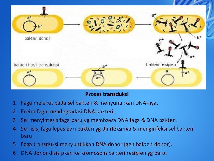 1. 2. 3. 4. 5. 6. Proses transduksi Faga melekat pada sel bakteri &