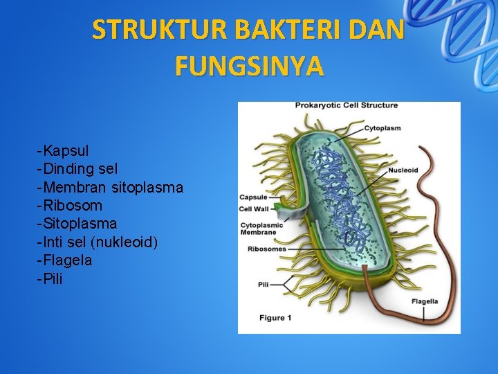 STRUKTUR BAKTERI DAN FUNGSINYA -Kapsul -Dinding sel -Membran sitoplasma -Ribosom -Sitoplasma -Inti sel (nukleoid)