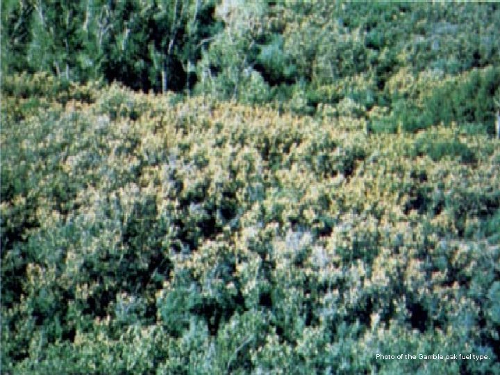 Photo of the Gamble oak fuel type. 