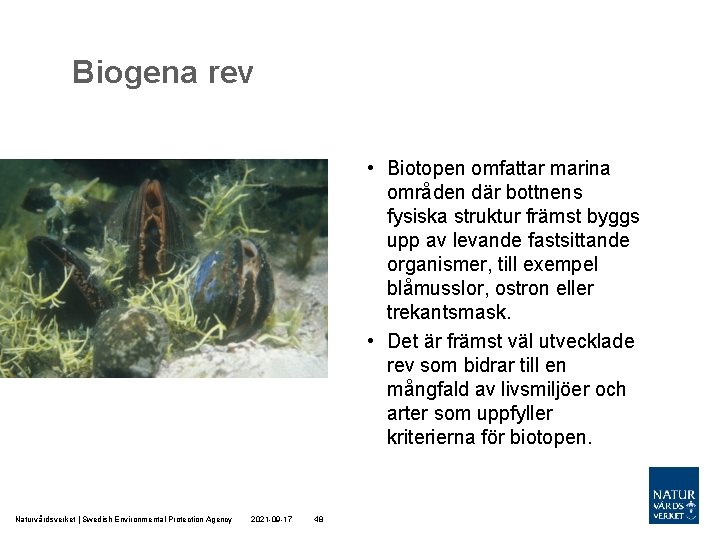 Biogena rev • Biotopen omfattar marina områden där bottnens fysiska struktur främst byggs upp Biogena rev • Biotopen omfattar marina områden där bottnens fysiska struktur främst byggs upp