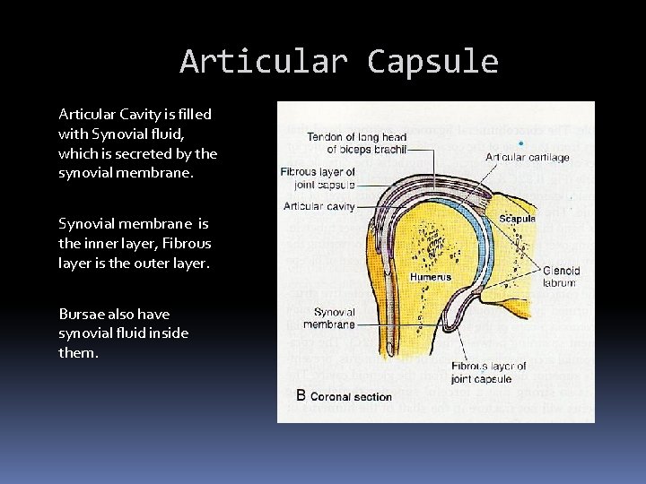 Articular Capsule Articular Cavity is filled with Synovial fluid, which is secreted by the