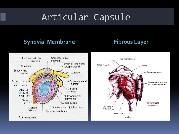 Articular Capsule Synovial Membrane Fibrous Layer 