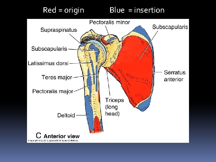 Red = origin Blue = insertion 