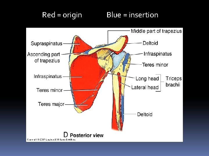 Red = origin Blue = insertion 