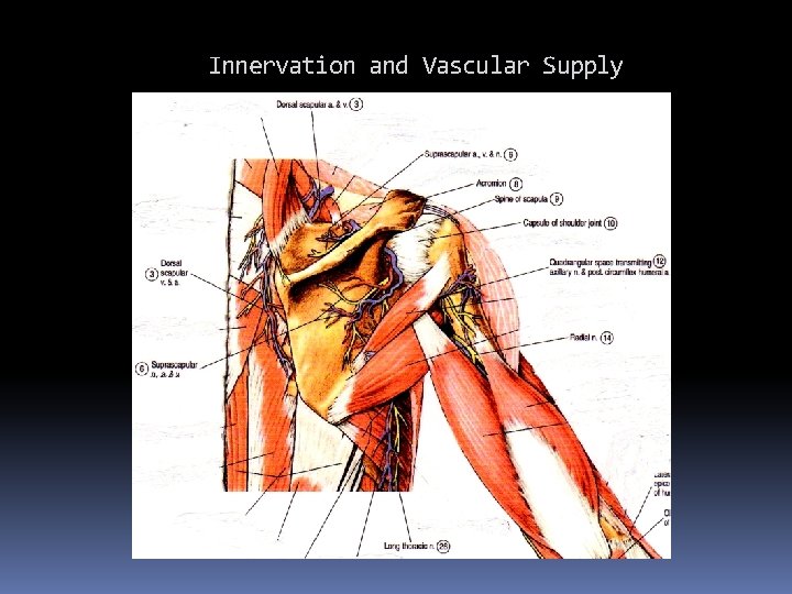 Innervation and Vascular Supply 