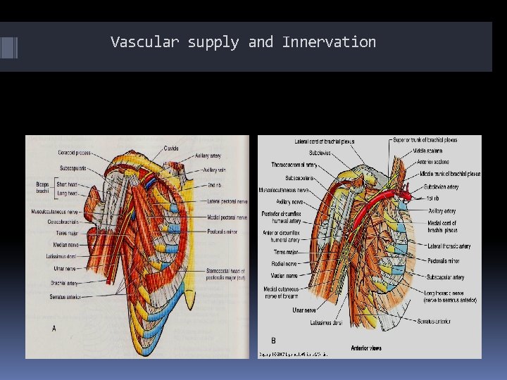 Vascular supply and Innervation 