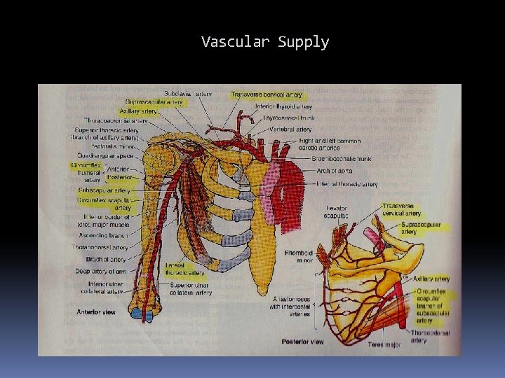 Vascular Supply 
