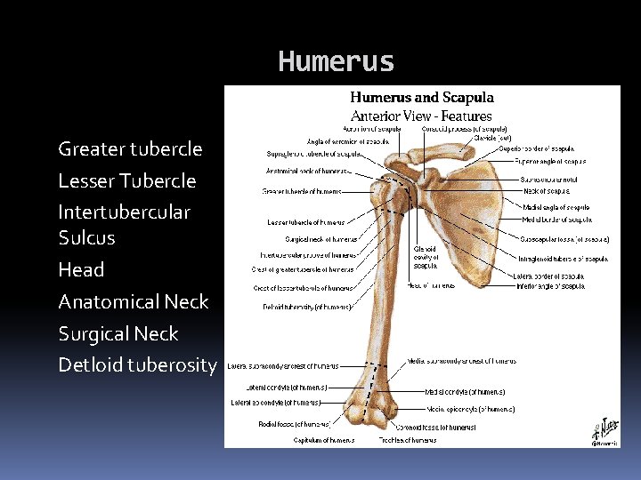 Humerus Greater tubercle Lesser Tubercle Intertubercular Sulcus Head Anatomical Neck Surgical Neck Detloid tuberosity