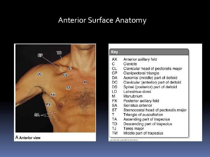 Anterior Surface Anatomy 