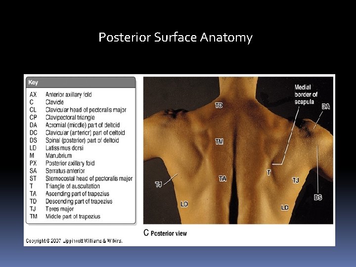 Posterior Surface Anatomy 