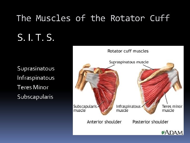 The Muscles of the Rotator Cuff S. I. T. S. Suprasinatous Infraspinatous Teres Minor