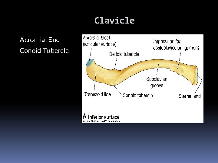 Clavicle Acromial End Conoid Tubercle 