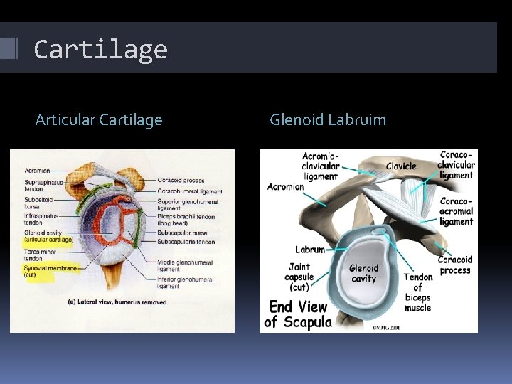 Cartilage Articular Cartilage Glenoid Labruim 