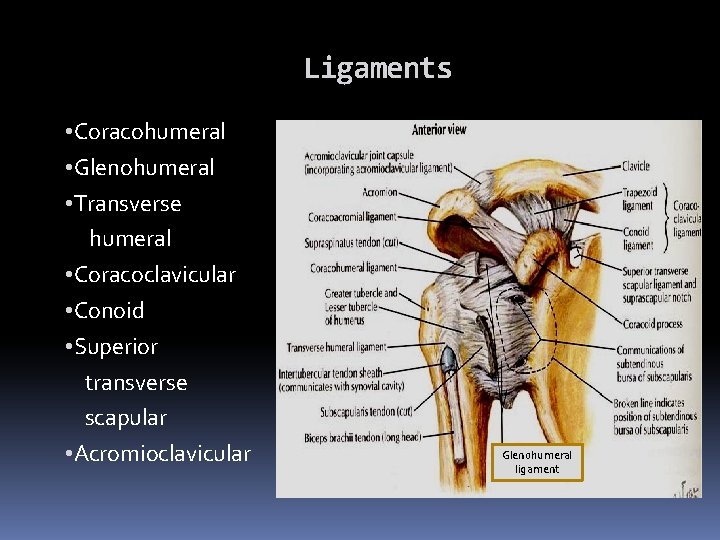 Ligaments • Coracohumeral • Glenohumeral • Transverse humeral • Coracoclavicular • Conoid • Superior