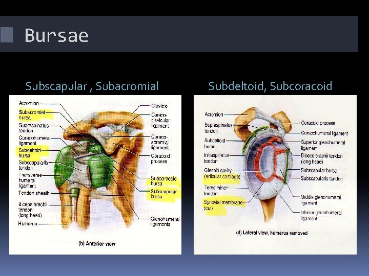 Bursae Subscapular , Subacromial Subdeltoid, Subcoracoid 