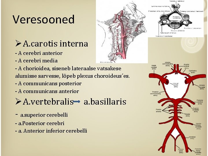 Veresooned Ø A. carotis interna - A cerebri anterior - A cerebri media -