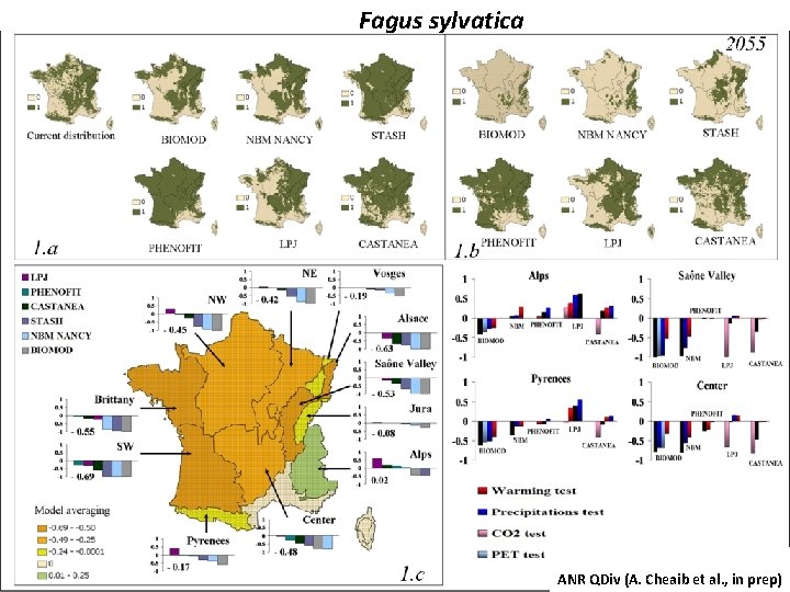 Fagus sylvatica ANR QDiv (A. Cheaib et al. , in prep) 