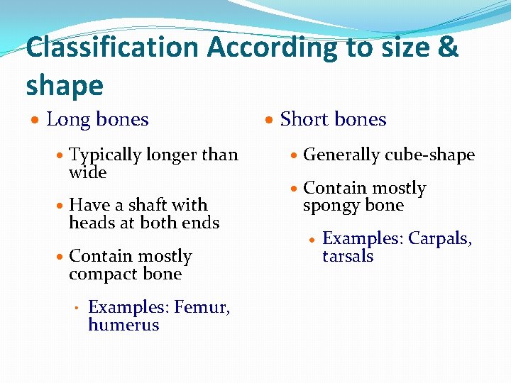 Classification According to size & shape · Long bones · Typically longer than wide