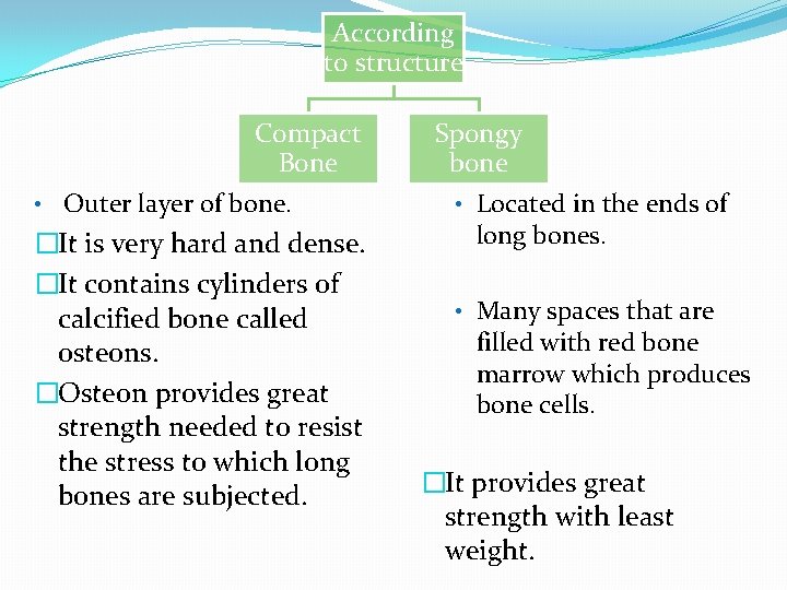 According to structure Compact Bone • Outer layer of bone. �It is very hard