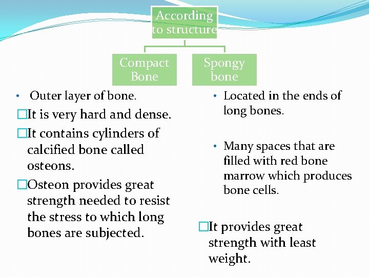 According to structure Compact Bone • Outer layer of bone. �It is very hard