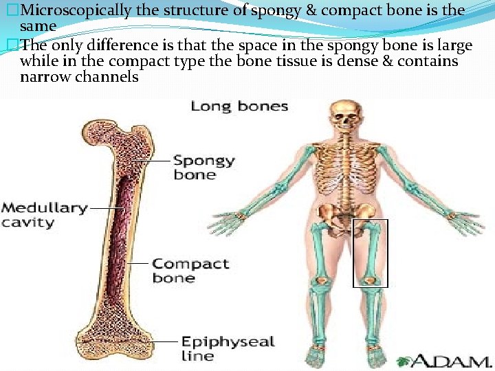 �Microscopically the structure of spongy & compact bone is the same �The only difference