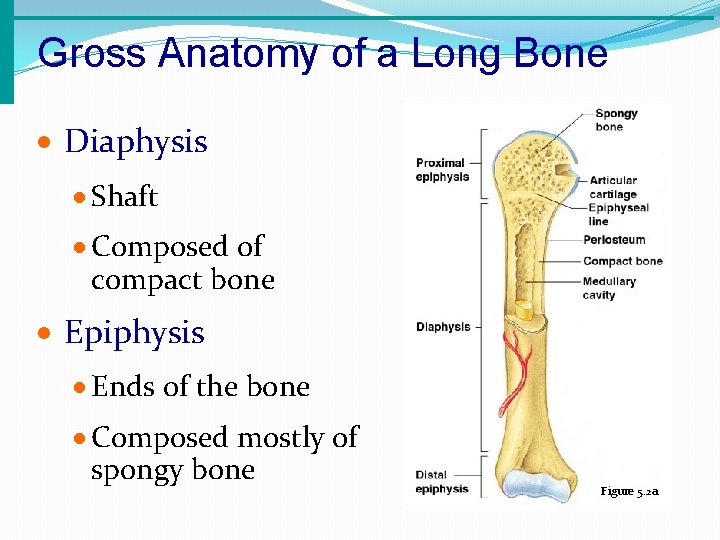 Gross Anatomy of a Long Bone · Diaphysis · Shaft · Composed of compact