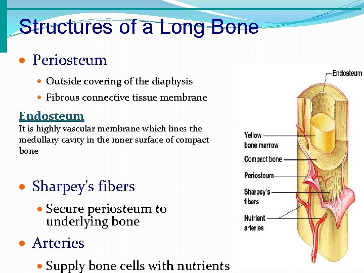 Structures of a Long Bone · Periosteum · Outside covering of the diaphysis ·