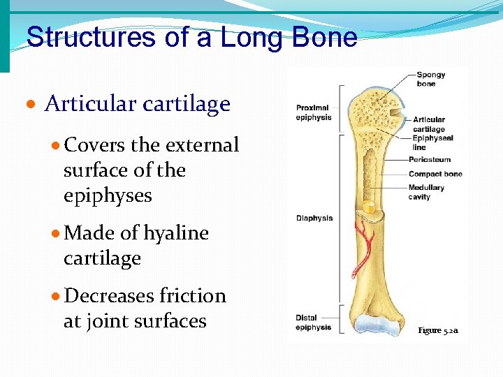 Structures of a Long Bone · Articular cartilage · Covers the external surface of