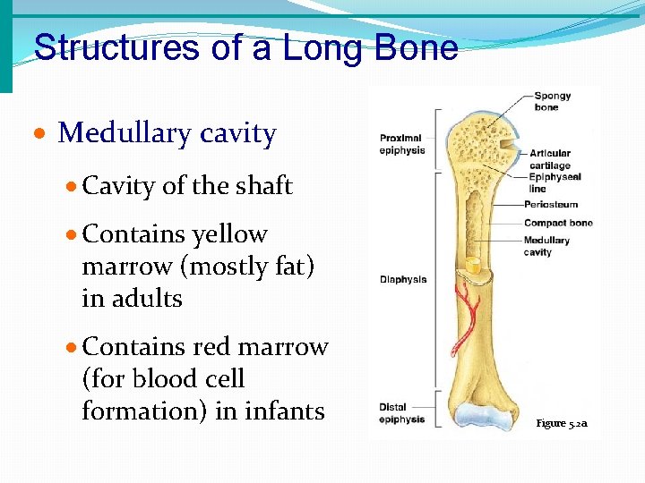 Structures of a Long Bone · Medullary cavity · Cavity of the shaft ·