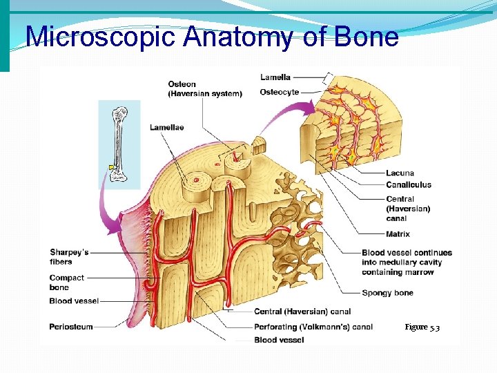 Microscopic Anatomy of Bone Figure 5. 3 