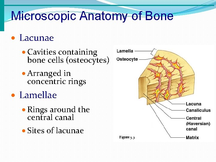 Microscopic Anatomy of Bone · Lacunae · Cavities containing bone cells (osteocytes) · Arranged