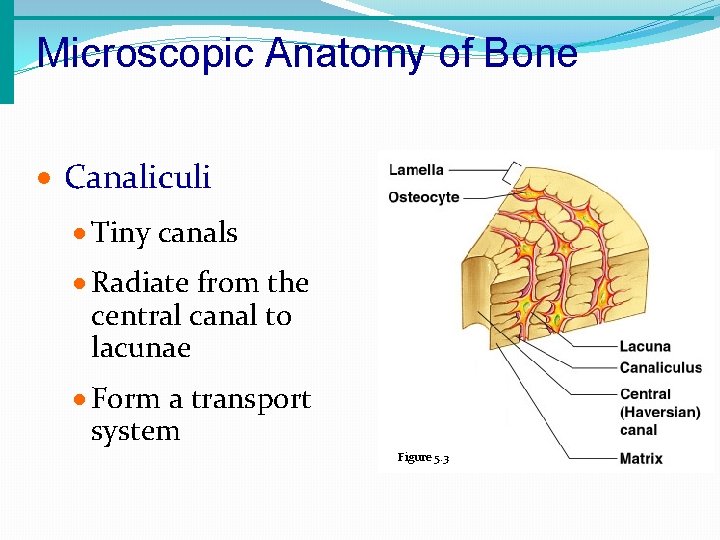 Microscopic Anatomy of Bone · Canaliculi · Tiny canals · Radiate from the central