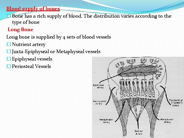 Blood supply of bones � Bone has a rich supply of blood. The distribution