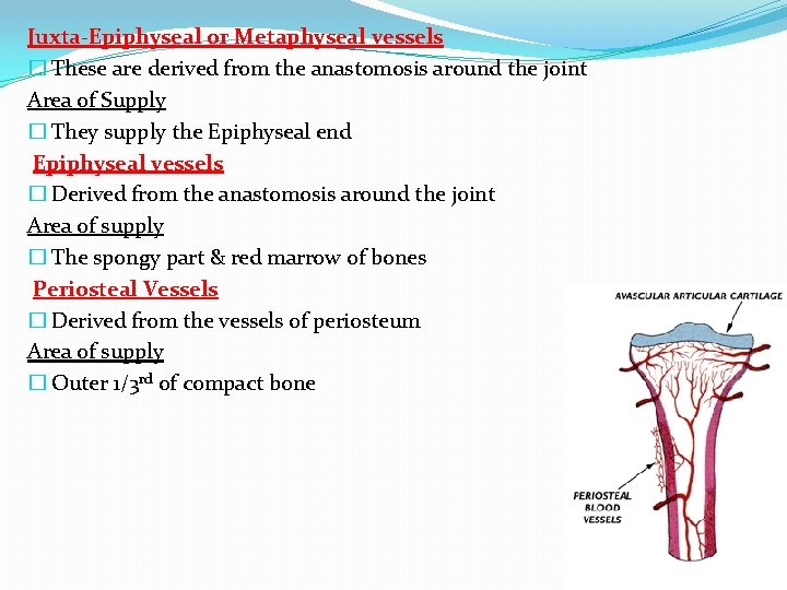 Juxta-Epiphyseal or Metaphyseal vessels � These are derived from the anastomosis around the joint