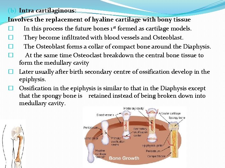 (b) Intra cartilaginous: Involves the replacement of hyaline cartilage with bony tissue � In